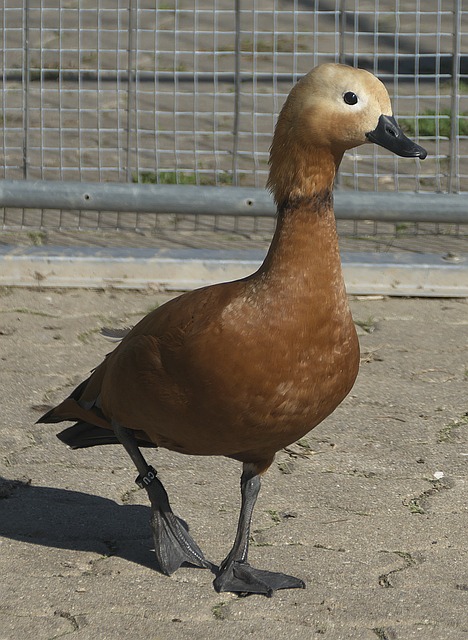 如今