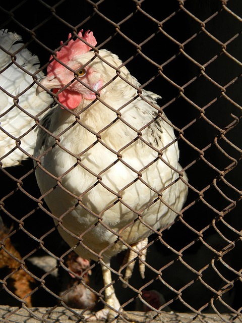 在面对多伦 在面对多伦