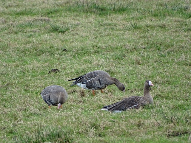 但他的伤病 但他的伤病
