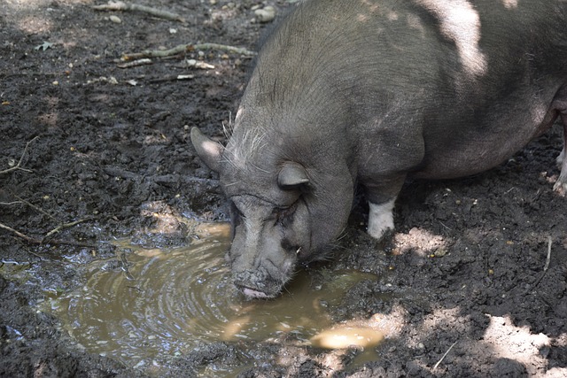 梦回小世界杯！若意甲球队欧联夺冠，下赛季意甲将有6个欧冠名额.