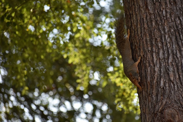 独行侠队球迷怒声呼喊“解雇尼科”尼科·哈里森蒙受压力.